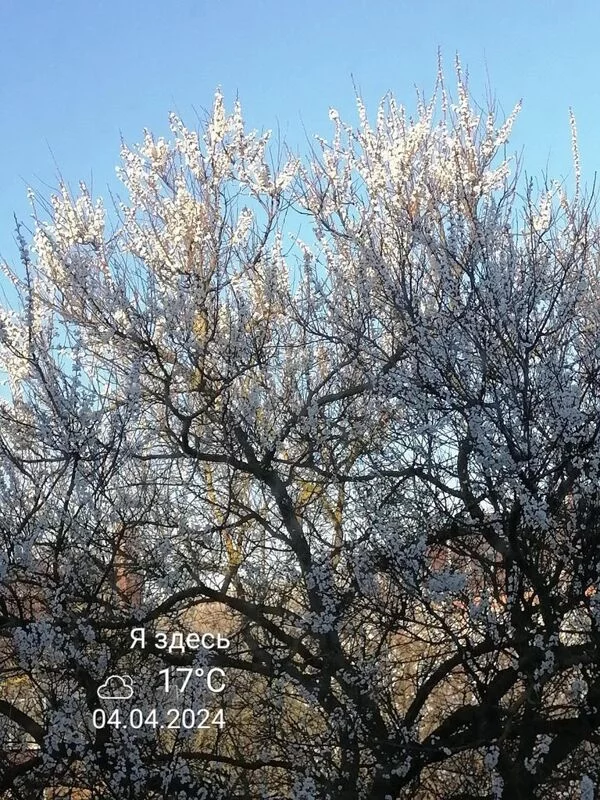 Чайная беседка