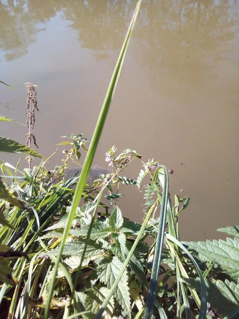 Чайная беседка