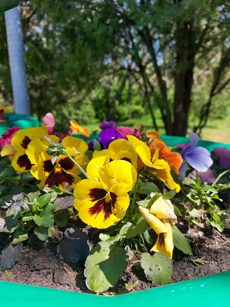 Чайная беседка