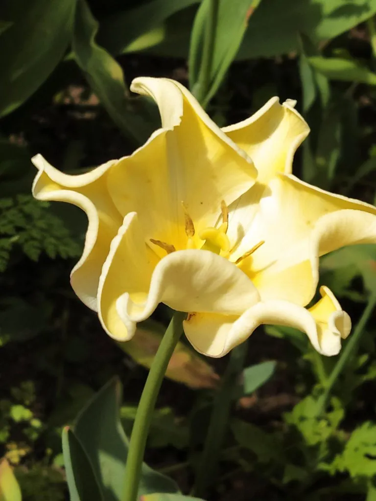 Чайная беседка