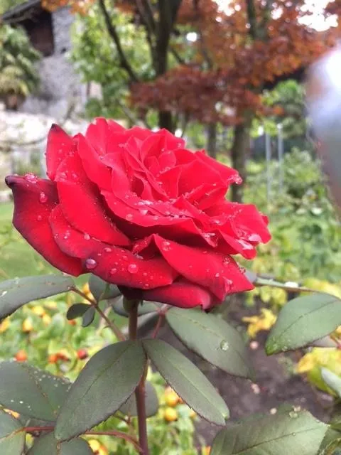 Чайная беседка