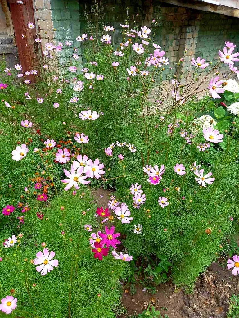 Чайная беседка