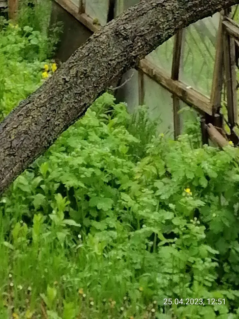 Чайная беседка