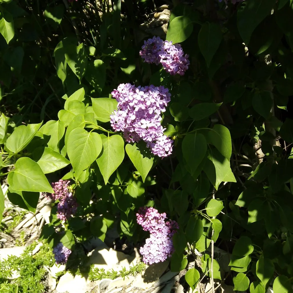 Чайная беседка