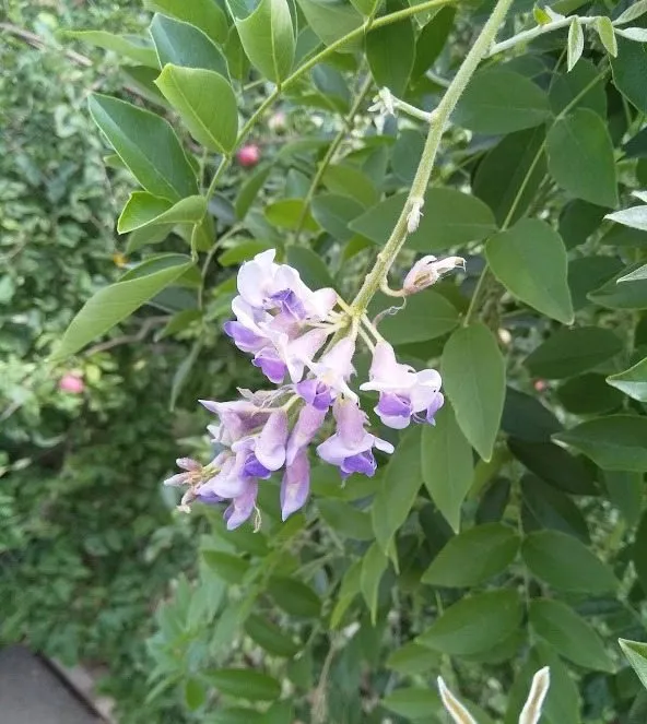 Чайная беседка