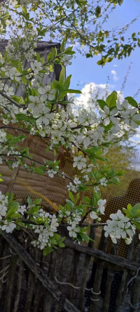 Чайная беседка