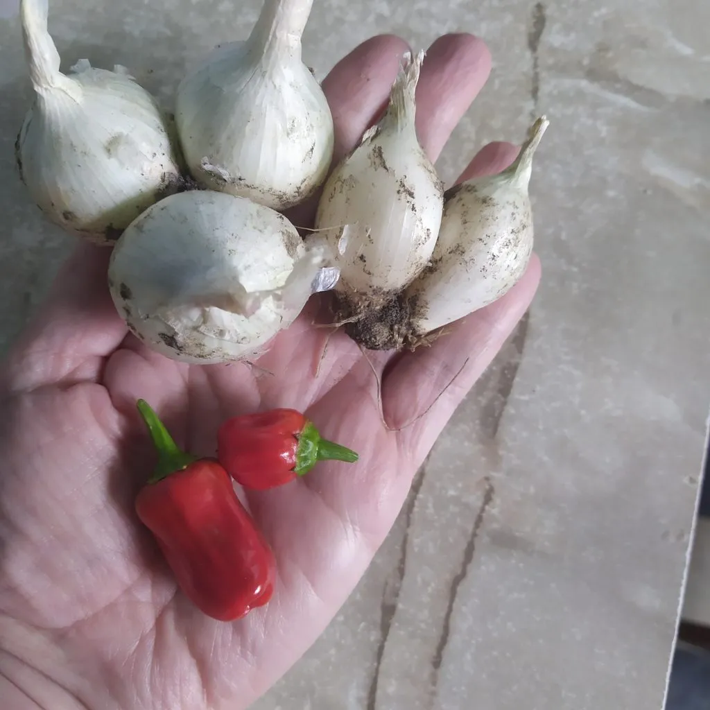 Чайная беседка