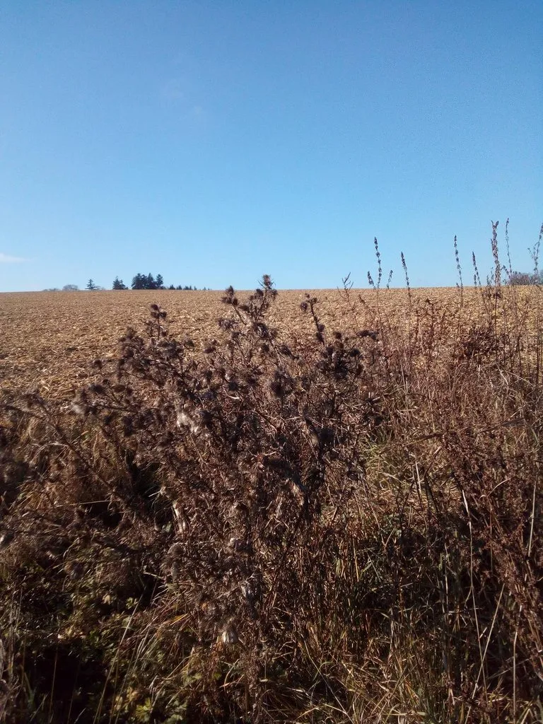 Чайная беседка