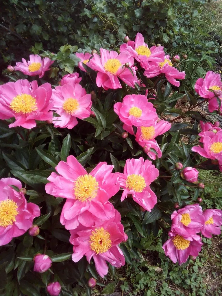 Чайная беседка