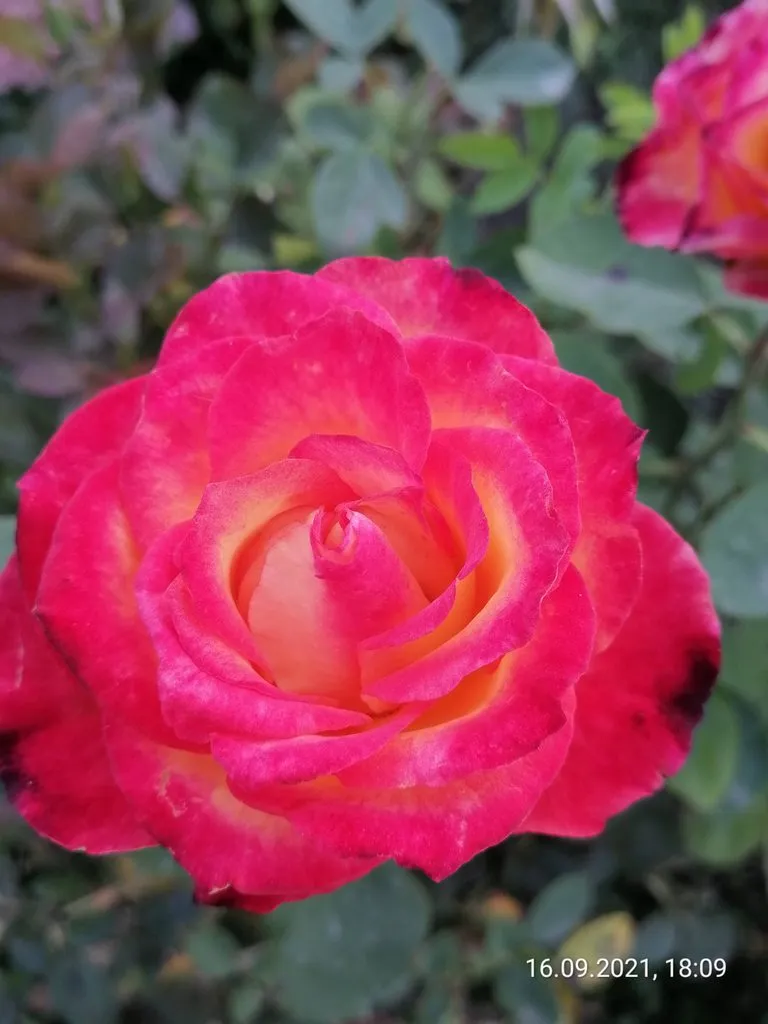 Чайная беседка