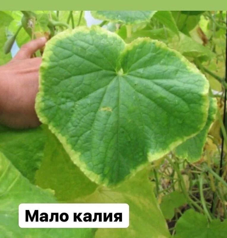 Сажаем, растим, собираем урожай…