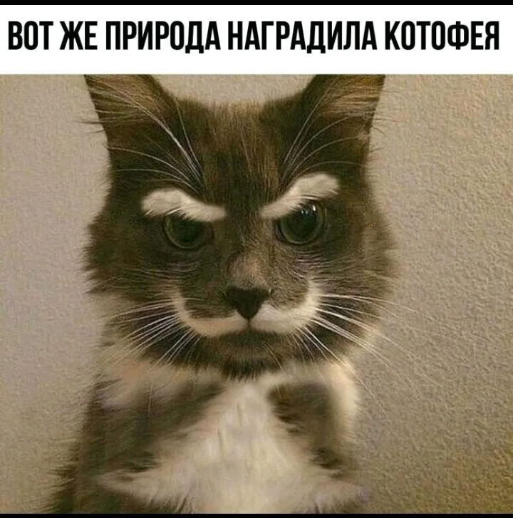Кошичкина полиция