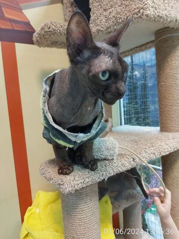 Чайная беседка