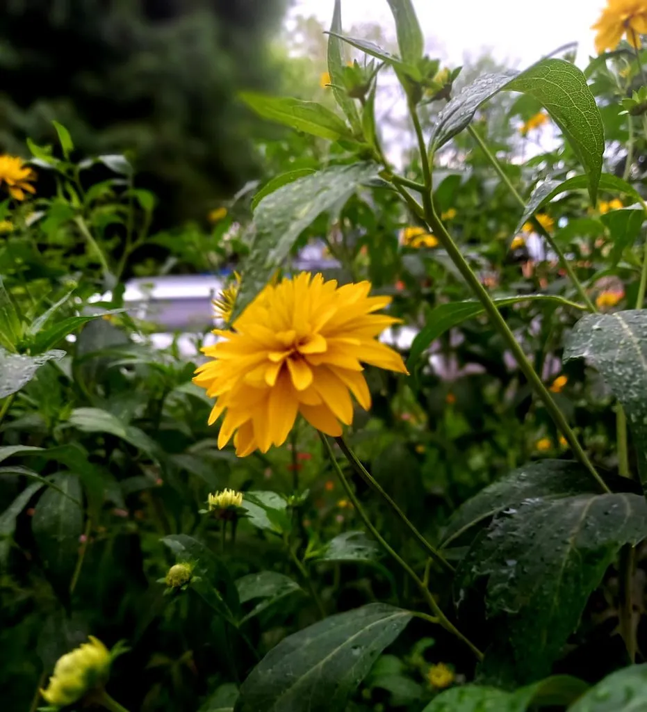 Чайная беседка