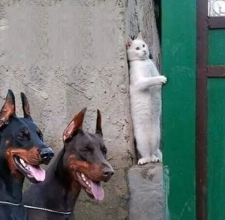 Эти забавные животные