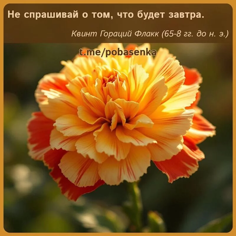 «Не спрашивай о том, что будет...» height="550" width="550"