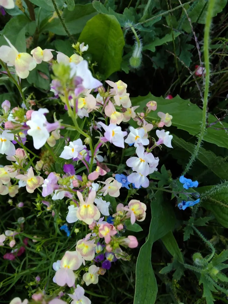 Чайная беседка