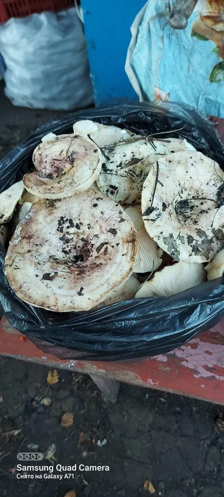 Чайная беседка