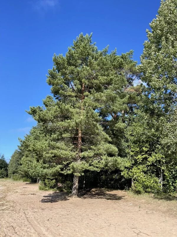Чайная беседка