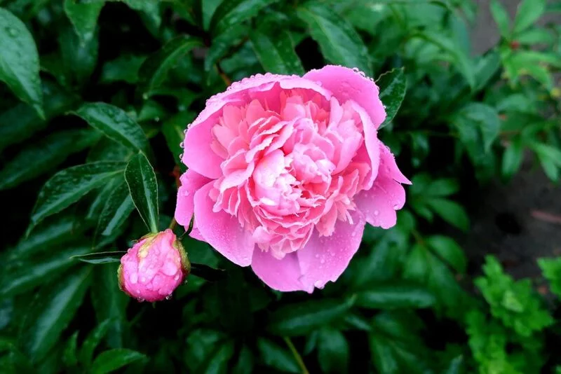 Чайная беседка