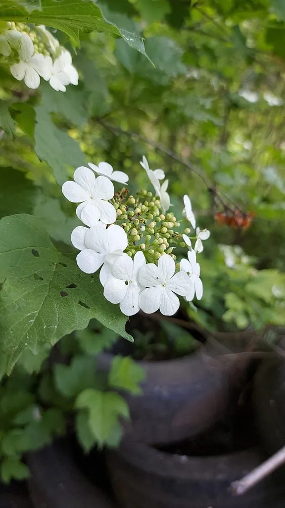 Чайная беседка