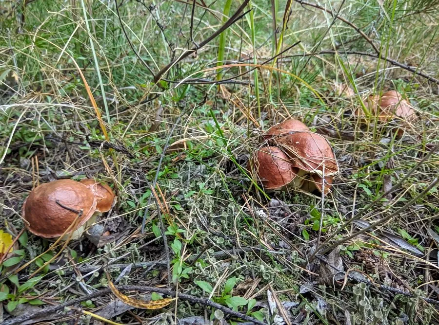 По грибы с лукошком