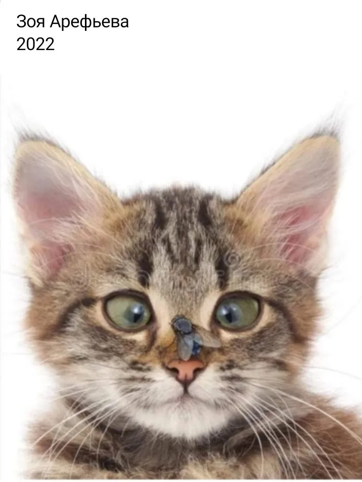 Кошичкина полиция