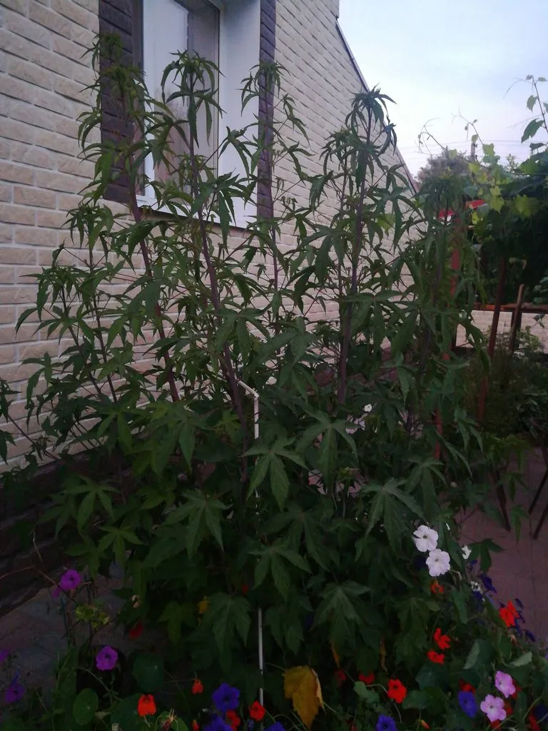 Что это за растение?