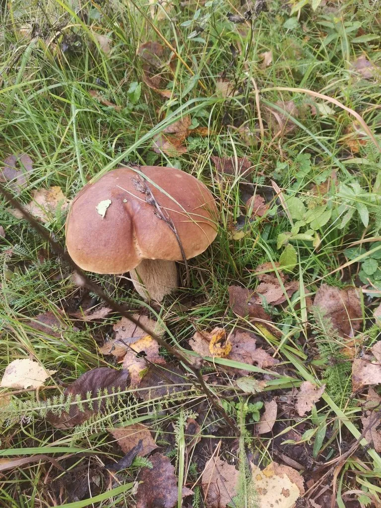 По грибы с лукошком
