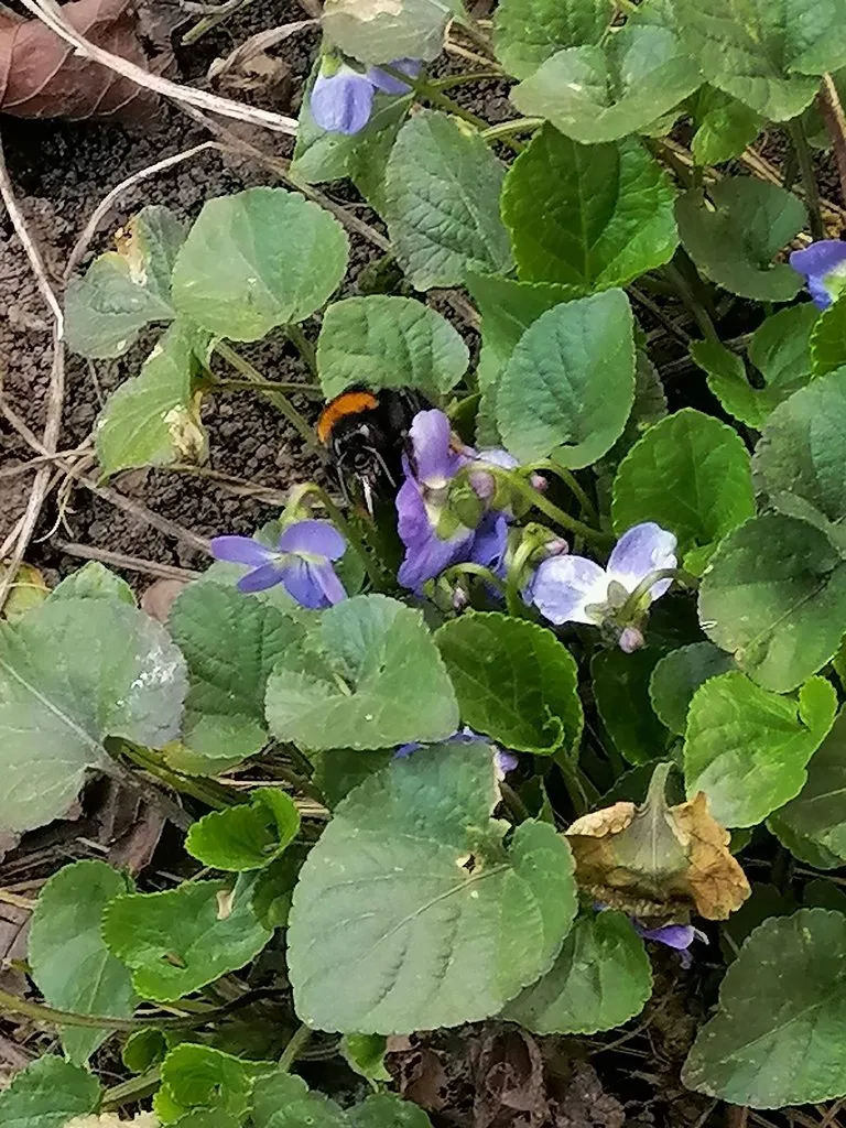 Чайная беседка