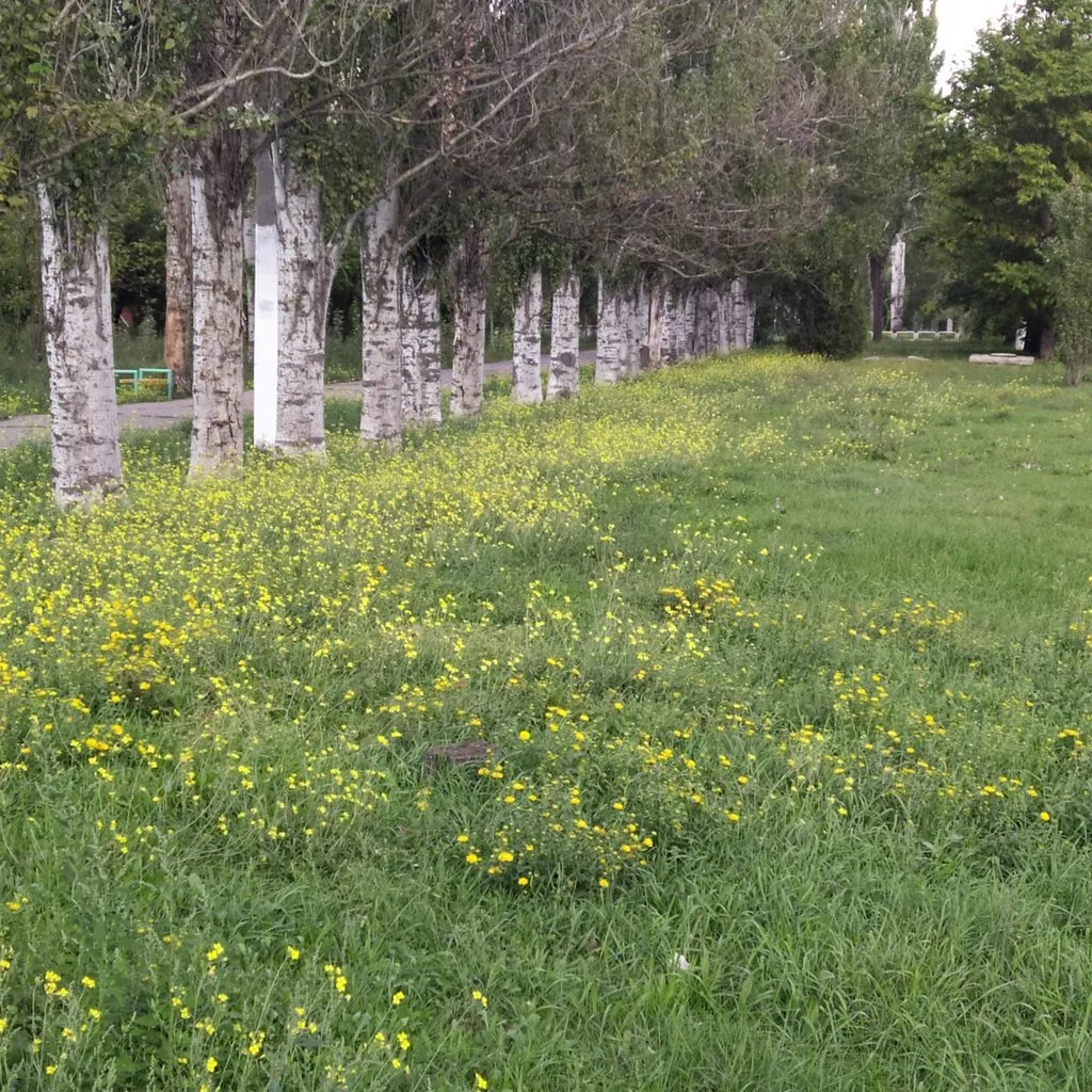 Чайная беседка