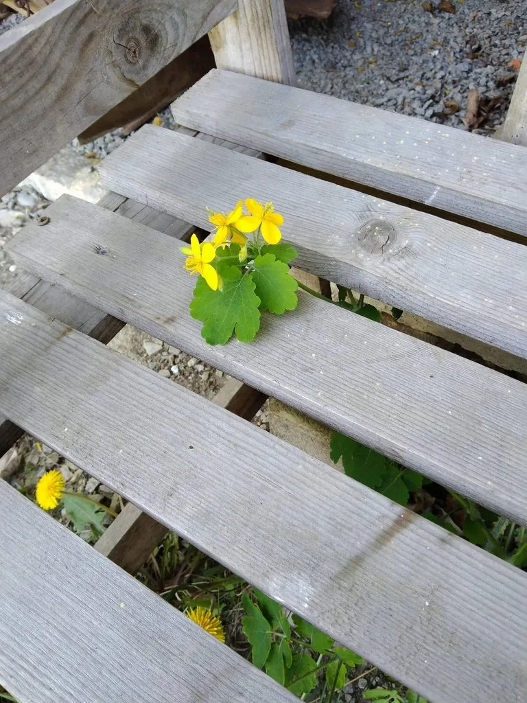 Чайная беседка