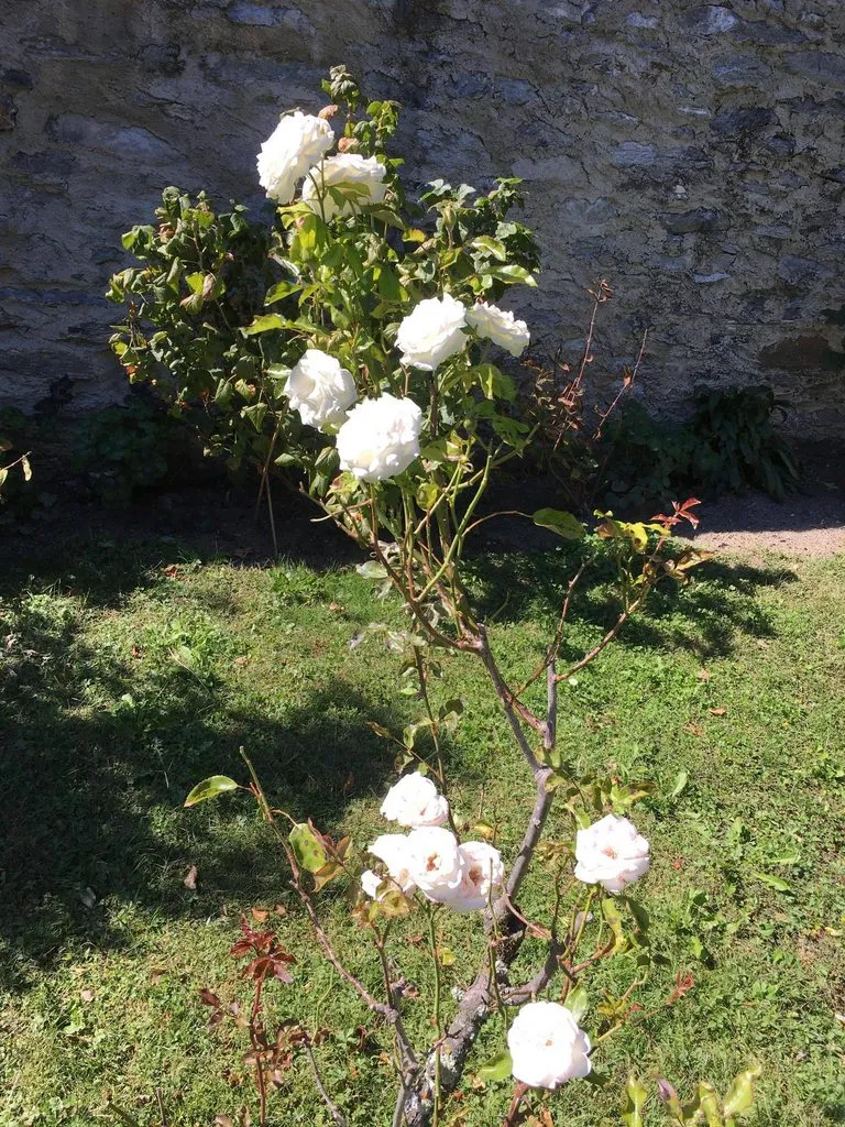 Чайная беседка