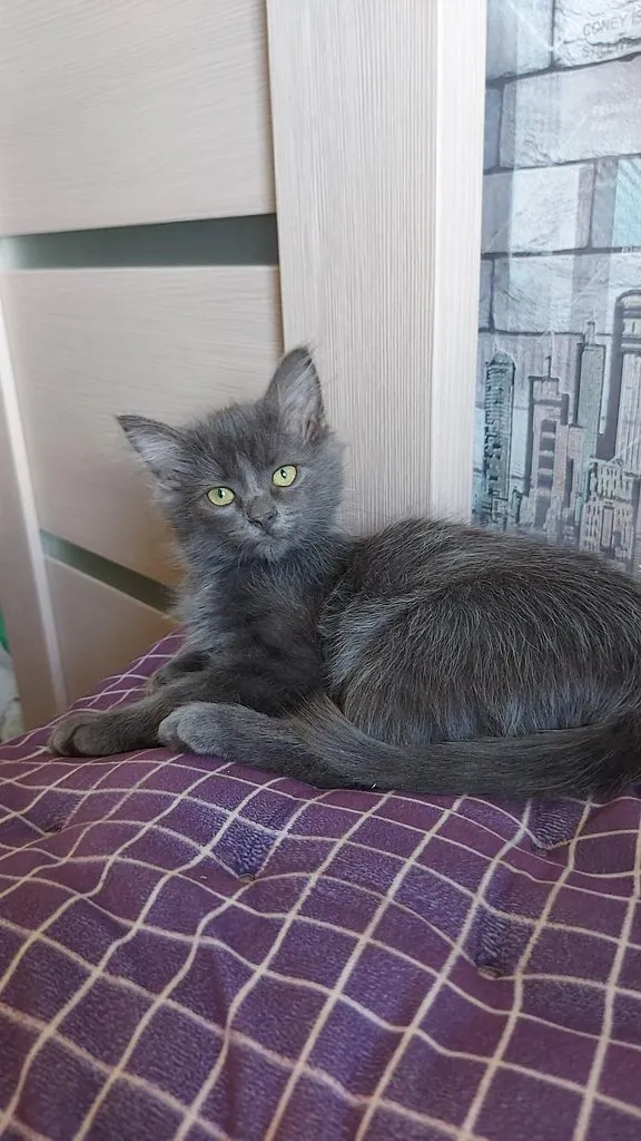 Tapтaлeтки & Ко