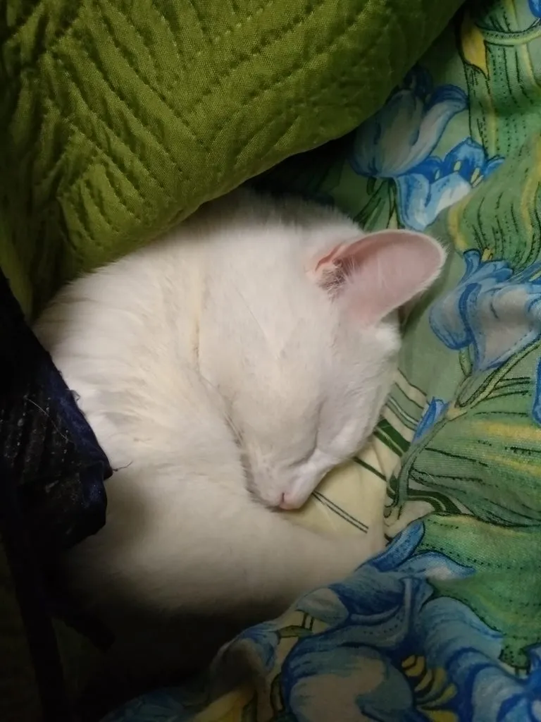 Tapтaлeтки & Ко