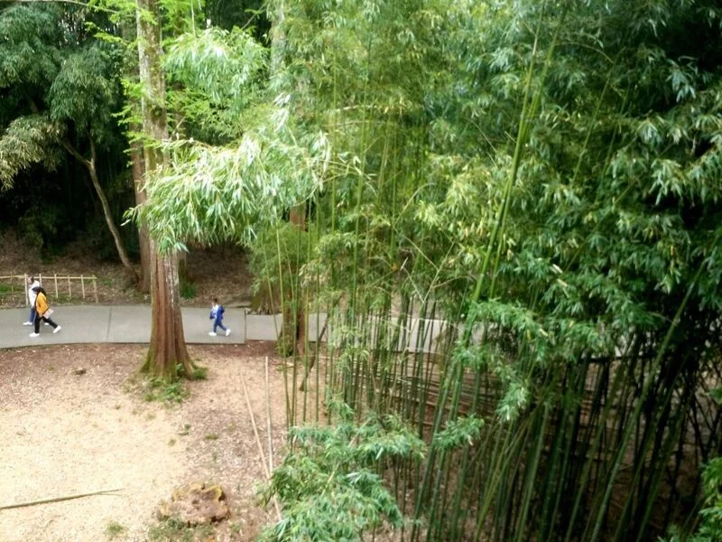 Чайная беседка