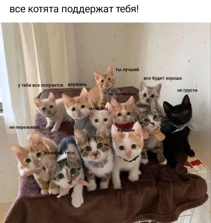 Кошичкина полиция