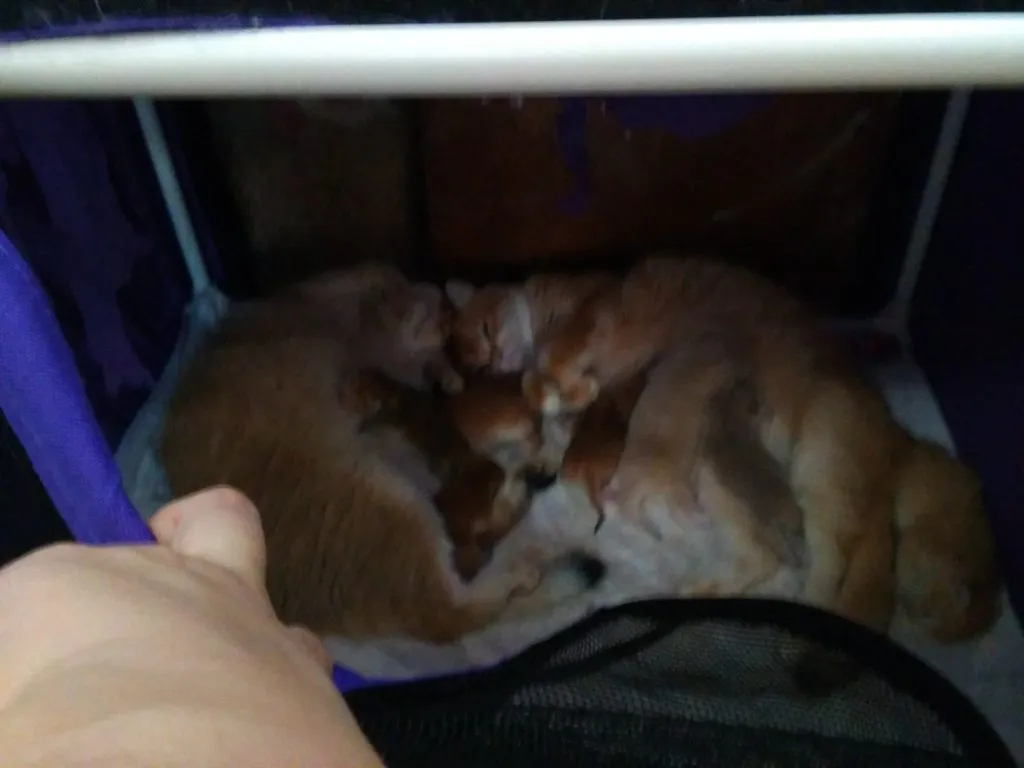 Чайная беседка