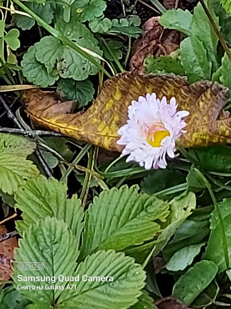 Tapтaлeтки & Ко