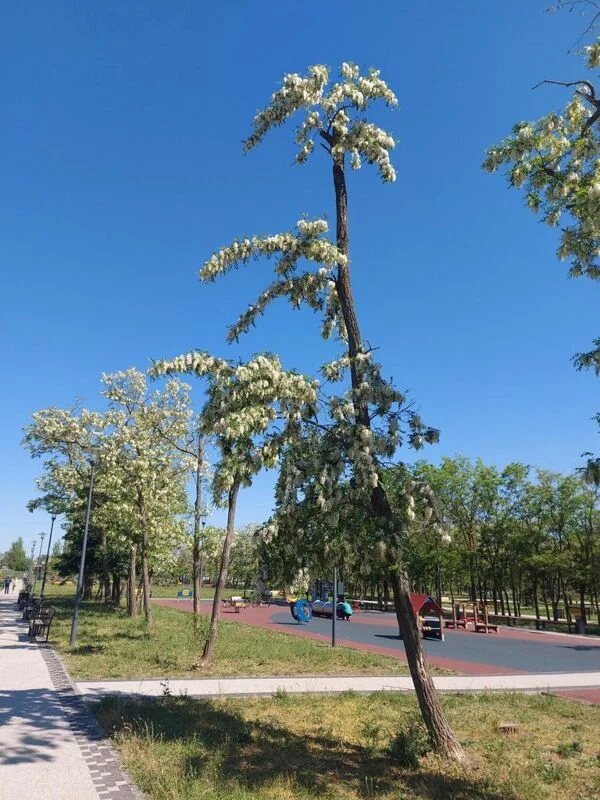 Чайная беседка