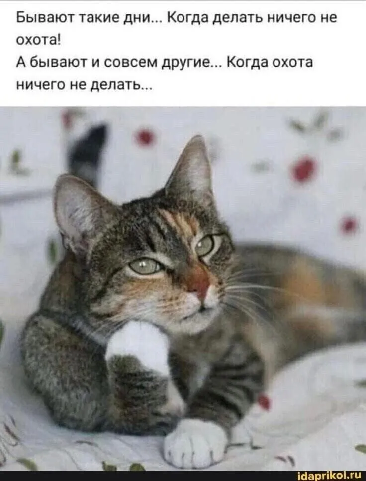 «Лучше гор могут быть только горы…»