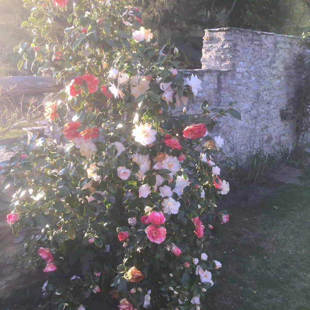 Чайная беседка