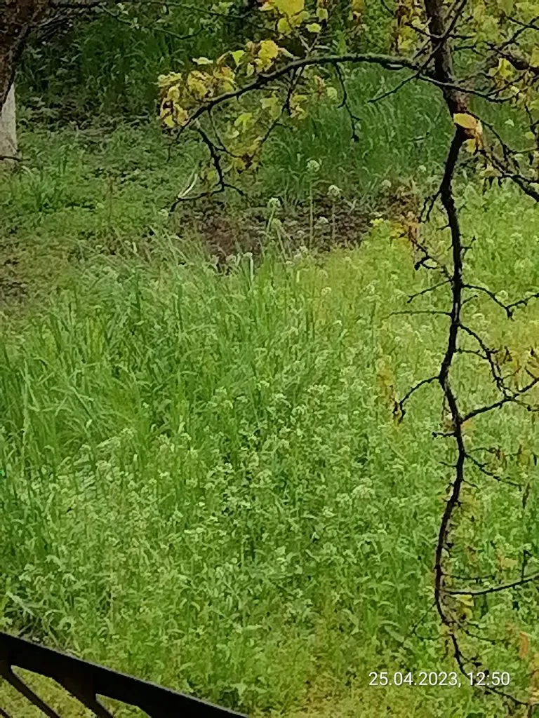 Чайная беседка