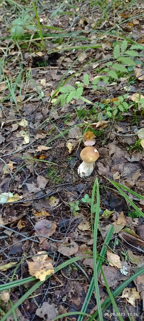 По грибы с лукошком