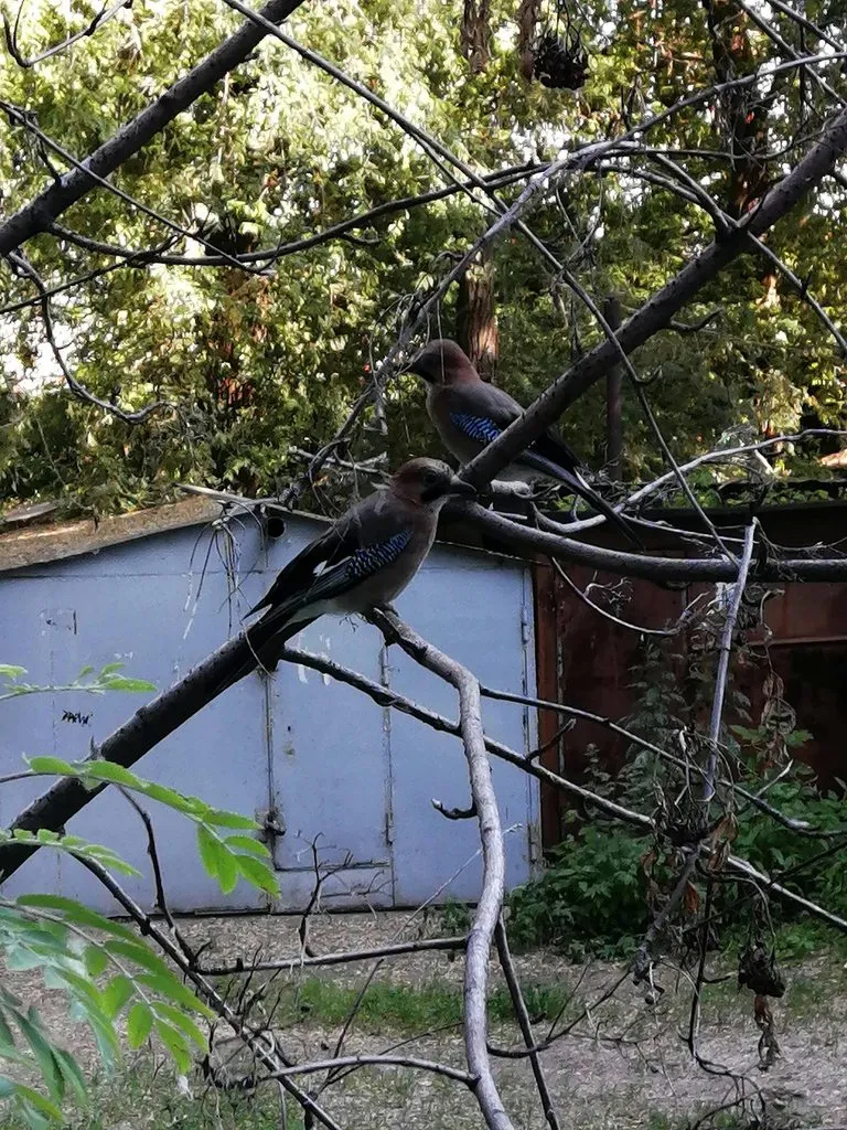Птицы около наших домов
