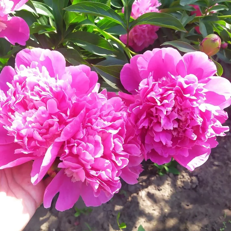 Чайная беседка