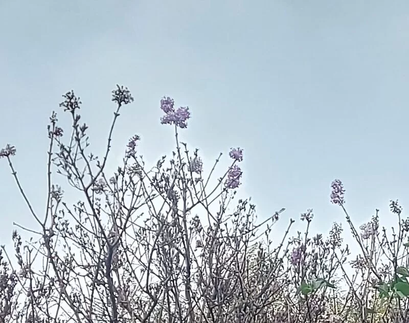 Чайная беседка