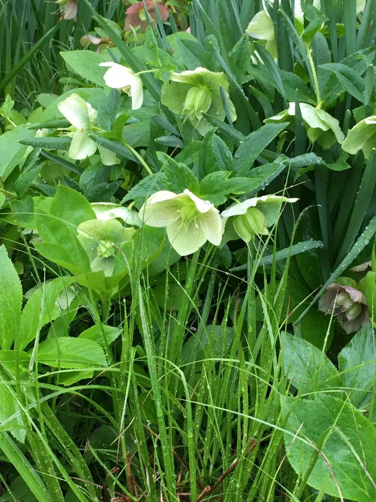 Чайная беседка