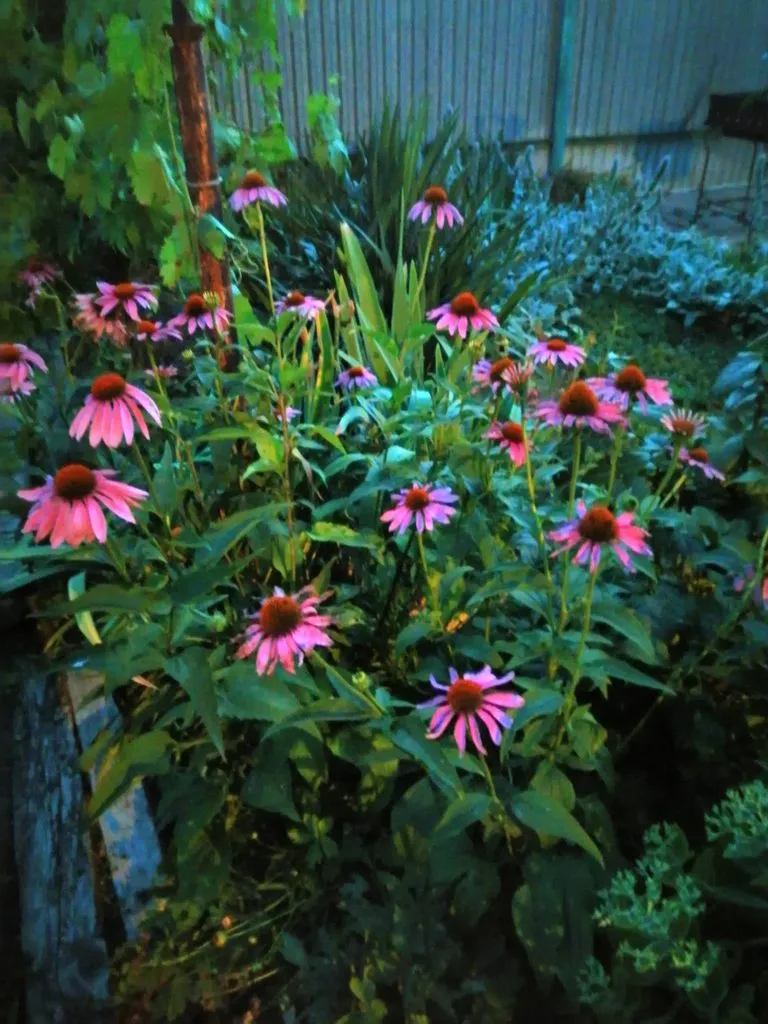 Чайная беседка