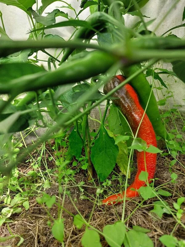 Загородная жизнь - обустройство на своей земле во всем ее разнообразии